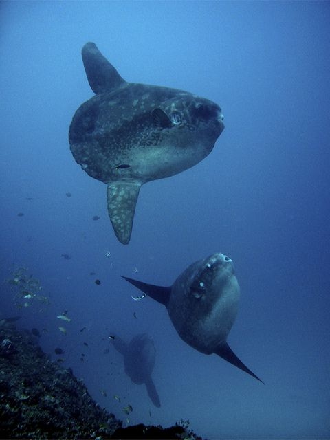 Mola Mola Season Nusa Penida