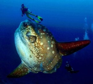 Mola Mola Season Nusa Penida