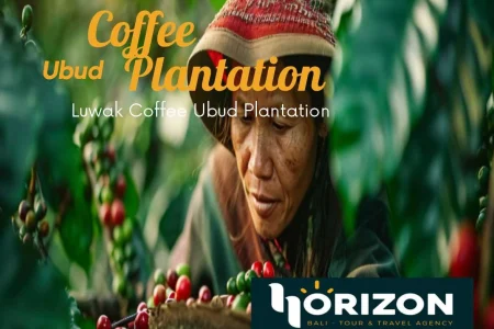 Coffee plantation ubud