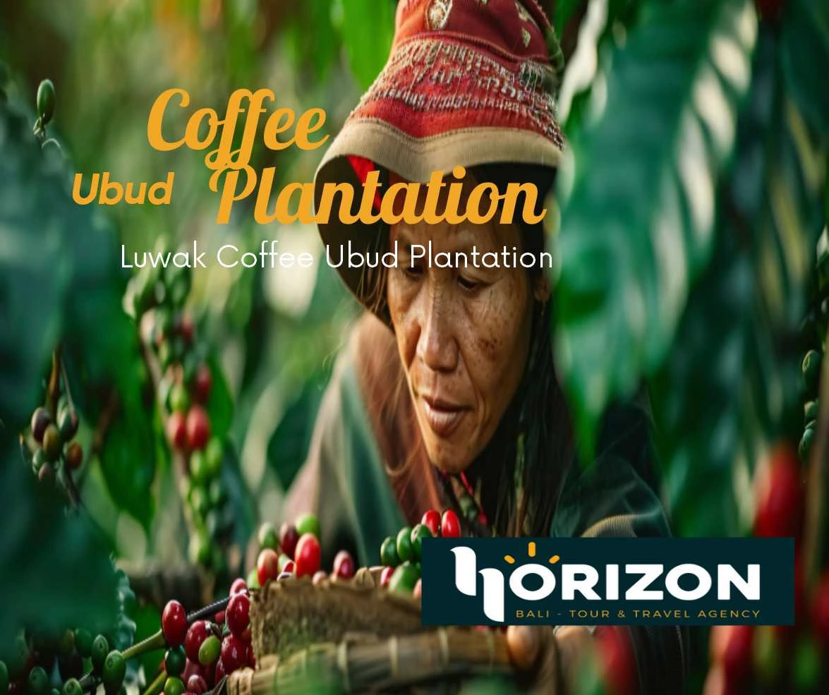 Coffee plantation ubud