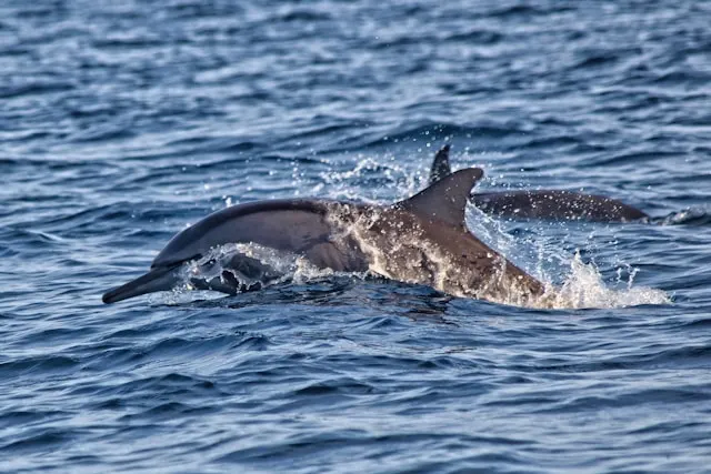 Dolphine lovina Beach