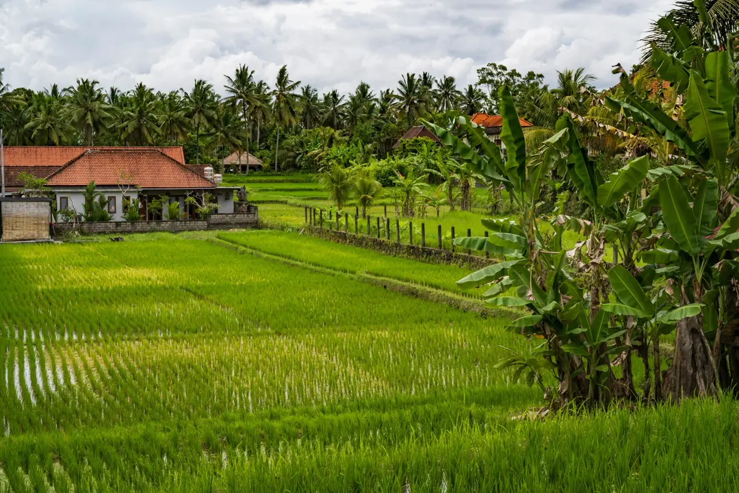 Kajeng Rice Fields Walk