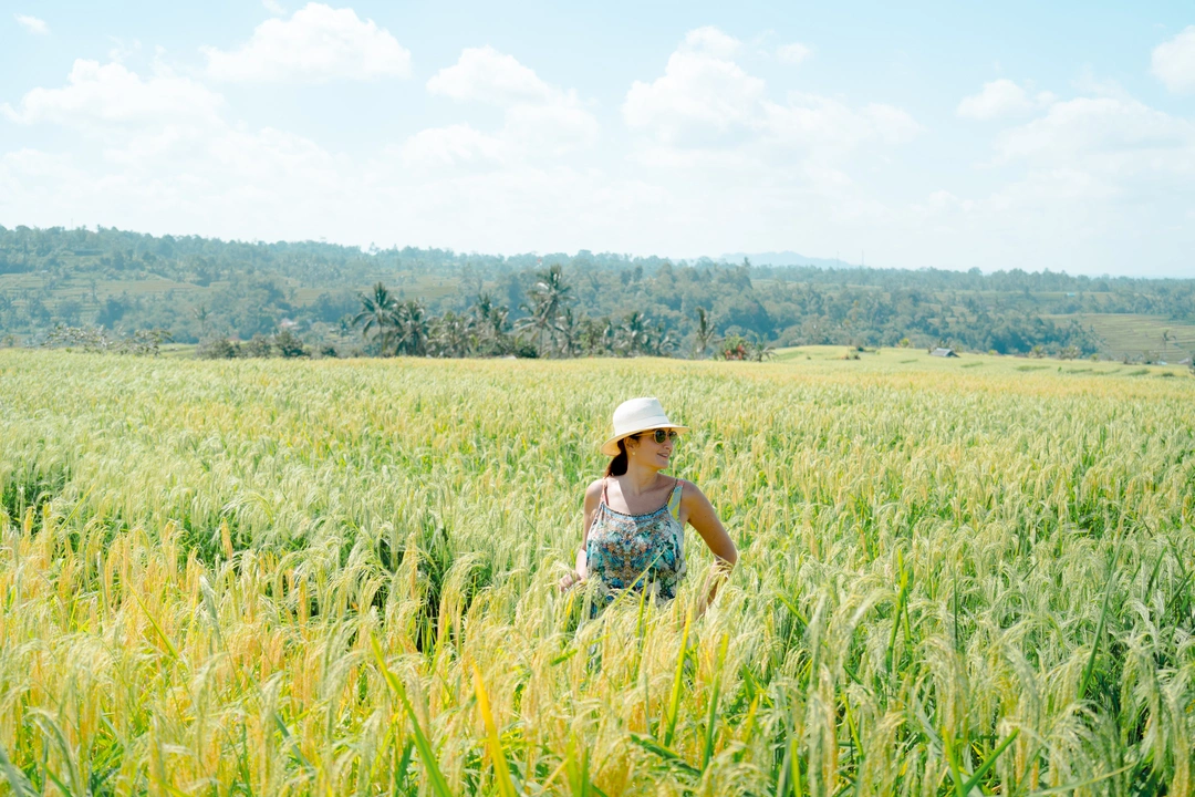 Things to do in jatiluwih rice terraces