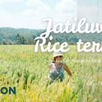 Jatiluwih rice terraces