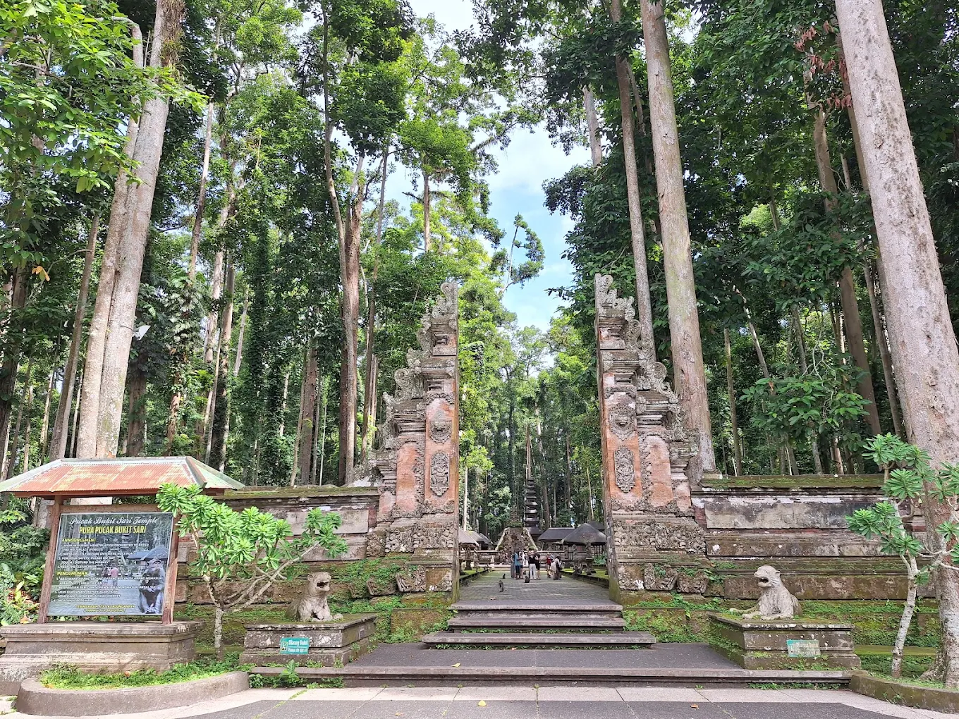 sangeh monkey forest photos​