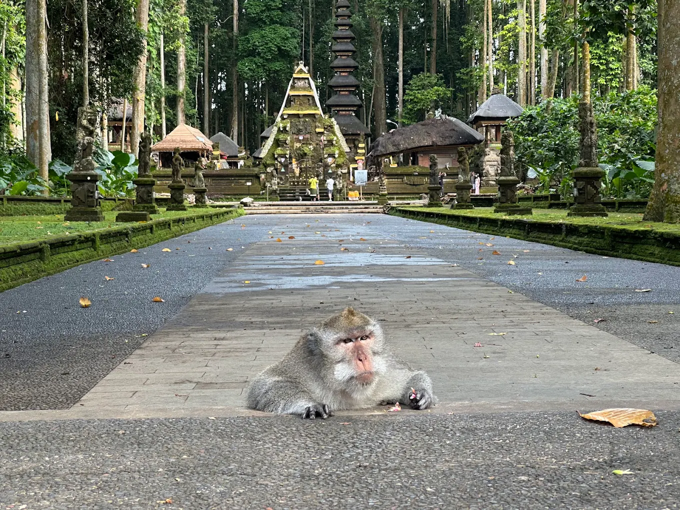 bali sangeh monkey forest​