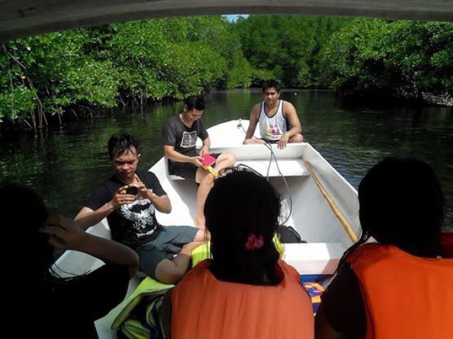 mangrove