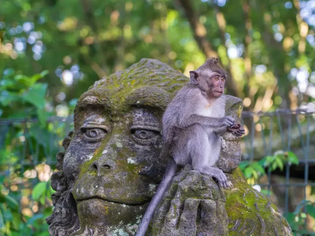 portrait-monkey-sitting-stone-sculpture-monkey-sacred-monkey-forest-ubud-island-bali-indonesia-closeup-1